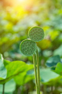 用阳光和空间把莲花 莲莲 的种子合上