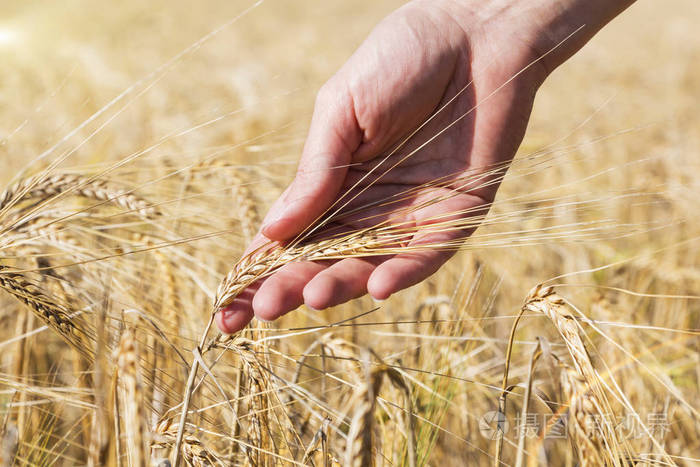 小麦的手。植物, 自然, 黑麦。作物在农场。谷物面包用种子茎