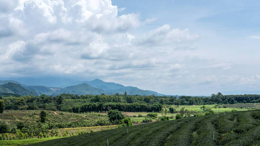 有蓝天背景的茶园和山景房