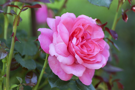 在花园里的粉红色玫瑰花