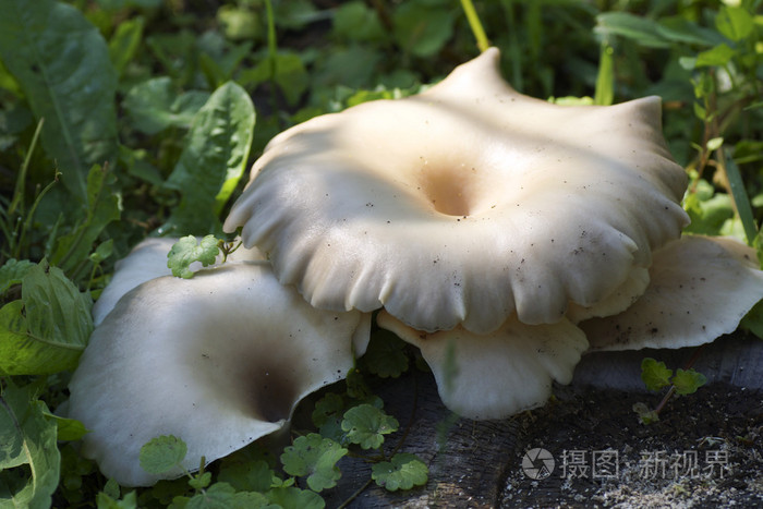 树桩上的白蘑菇