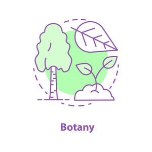 植物学概念图标。科学思想细线插图。植物生物学。白桦树, 叶, 芽。矢量隔离轮廓图