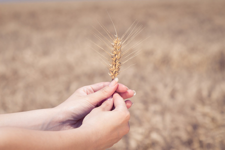 手里捧着麦穗金黄麦田手握麦穗图标,风格简单模糊的