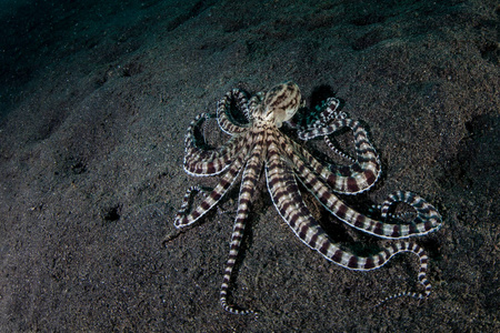 一个模拟章鱼, Thaumoctopus 拟态, 爬行横跨蓝碧山庄海峡, 印度尼西亚的黑沙海底。这种稀有的头足类动物可以模仿其他