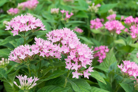 花园里的粉色花