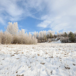 白桦树森林覆盖着雪和霜。冬日里看来的俄罗斯农村