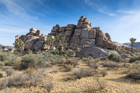 兰花棕榈和岩石形成在约书亚树国家公园, 加利福尼亚, 美国