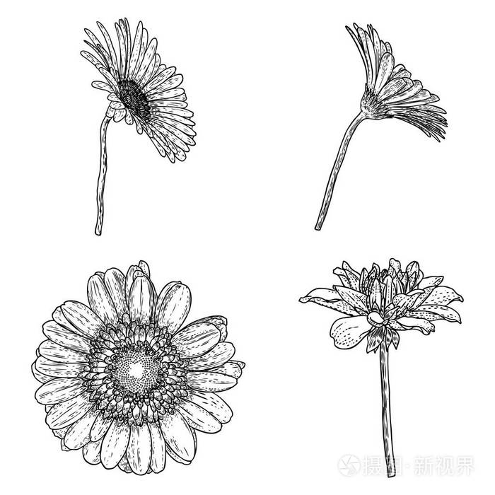 花画 菊花线艺术花 在白色背景上绘制的手绘 向量插画 正版商用图片0s2xkf 摄图新视界 花画 菊花线艺术花 在白色背景上绘制的手绘 向量插画 正版商用图片0s2xkf 摄图新视界