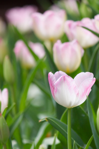 在花园里的郁金香花