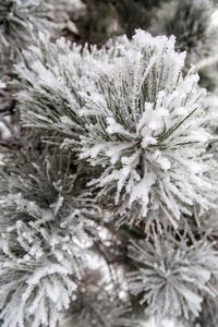 杉木树针上的积雪关闭了图片