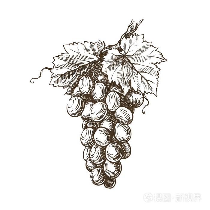 葡萄藤手的素描画
