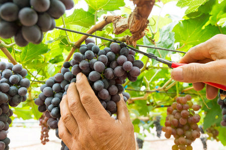 收割成熟的葡萄在葡萄园