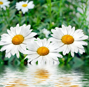 野花雏菊。夏日风景。白色的洋甘菊花