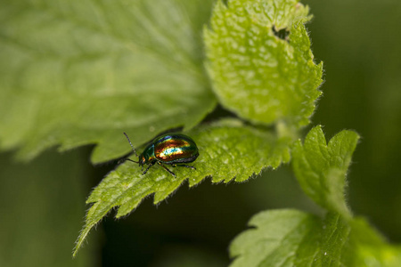 Chrysolina fastuosa, 五颜六色的甲虫徘徊在绿叶上