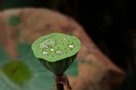 粉红色莲花盛开