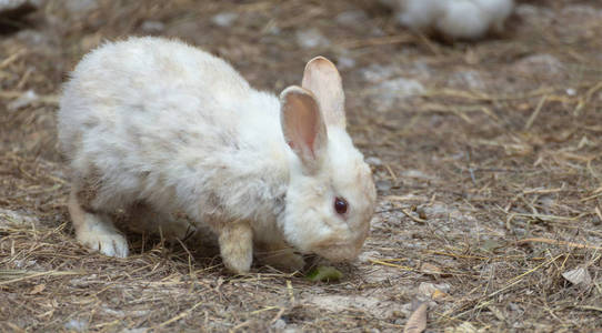 可爱的小蓬松白兔