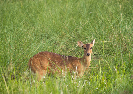 西卡或斑点鹿在大象草纠结。野生动物和动物照片。日本鹿