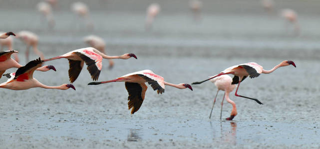 在纳特龙湖上飞行的火烈鸟群。小火烈鸟科学名称 Phoenicoparrus 小调。坦桑尼亚非洲
