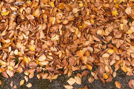 干燥的秋天叶子在地板上