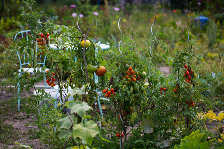 自己种植西红柿, 爱好园丁, 西红柿灌木