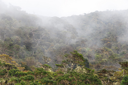 在热带山地景观