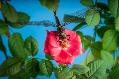 蜻蜓在一朵红玫瑰花上。宏照片