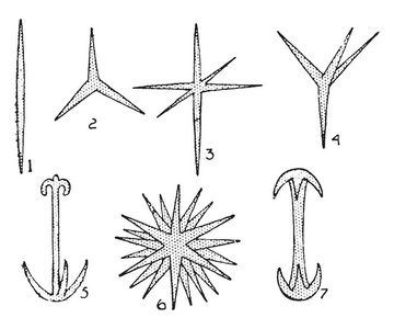 海绵骨针肉眼可见, 称为 megascleres, 复古线画或雕刻插图