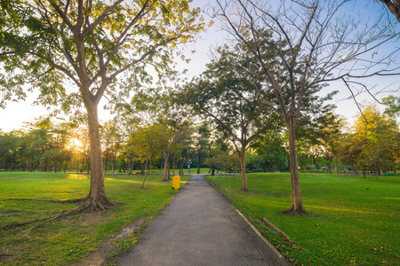 绿色的夏天公共公园和树枝