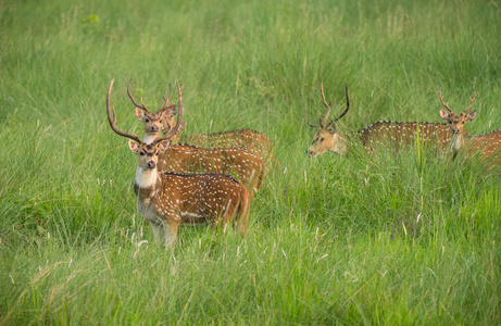 西卡或斑点鹿牧群在大象草。野生动物和动物照片。日鹿鹿日本