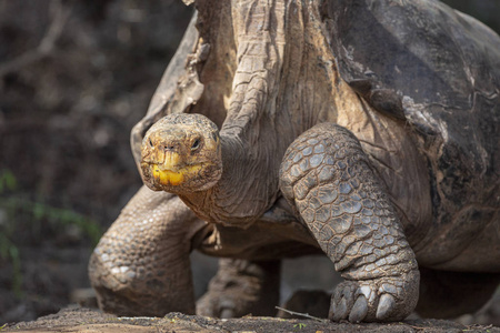 塞舌尔群岛巨龟交配图片