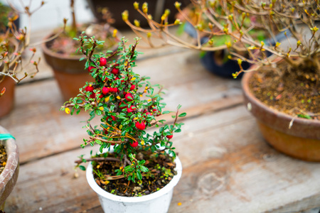 高布什蔓越莓图片