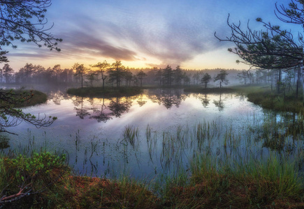在沼泽里，列宁格勒州的早晨。俄罗斯