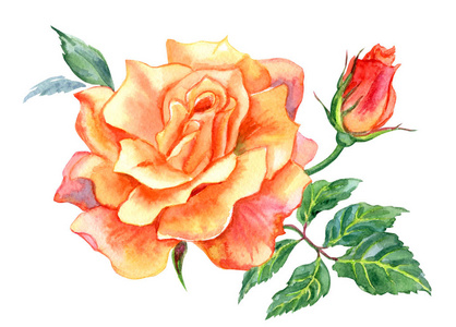 橙色玫瑰色, 水彩画在白色背景, 与修剪路径隔绝