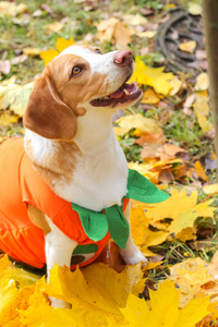 小猎犬在秋季公园的南瓜服装, 万圣节