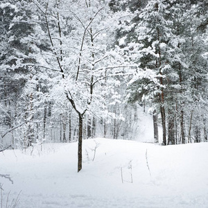 拉脱维亚森林中的小灌木在新鲜的白雪下