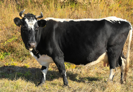 母牛在秋天领域