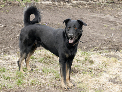 大黑狗图片 大黑狗素材 大黑狗插画 摄图新视界