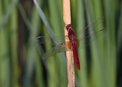 红蜻蜓Crocothemis erythraea, 克里特