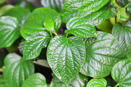 Wildbetal leafbush 或吹笛者垂茯苓的新鲜绿叶。用于烹调草药和医药