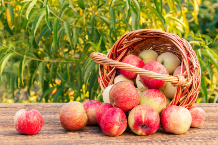 在柳条篮子里收获了红色的苹果, 躺在旧木板上, 背景上有花园树。景深浅。关注篮