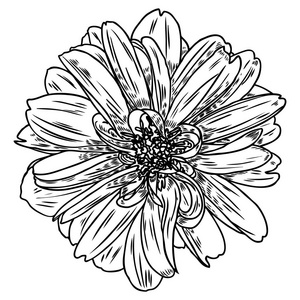 植物黑色和白色墨水复古插图.夏季设计元素.