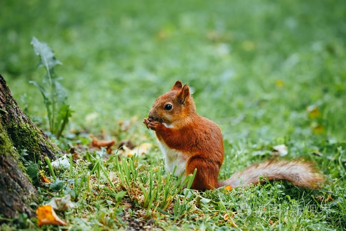 在草地上吃坚果的松鼠