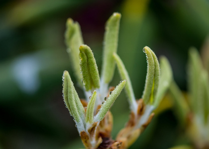 杜鹃花灌木上的新叶子细节