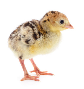 可爱的小刚出生的鸡火鸡在白色背景下分离照片