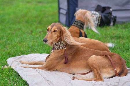 Saluki 波斯灰狗, 中型猎狗, 特写