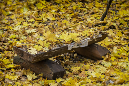在公园的木褐色长凳上的枫树黄叶。秋天, 秋天季节, 心情