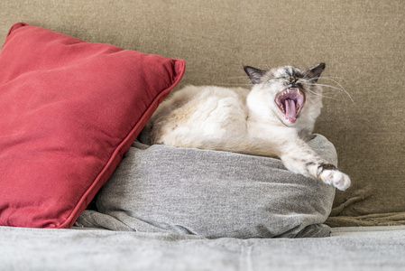  伯尔曼猫在沙发上的枕头上打哈欠
