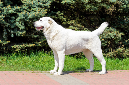 中亚牧羊犬站在城市公园里