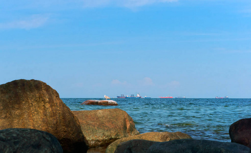 海上的海鸥站在一块石头上, 岩石的海岸上