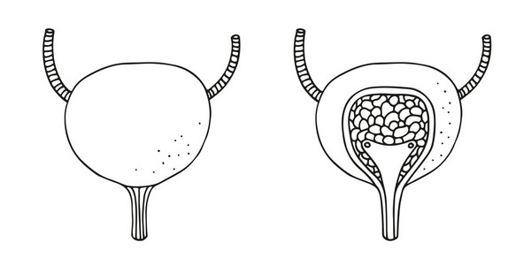 膀胱解剖插图集，人体内部器官